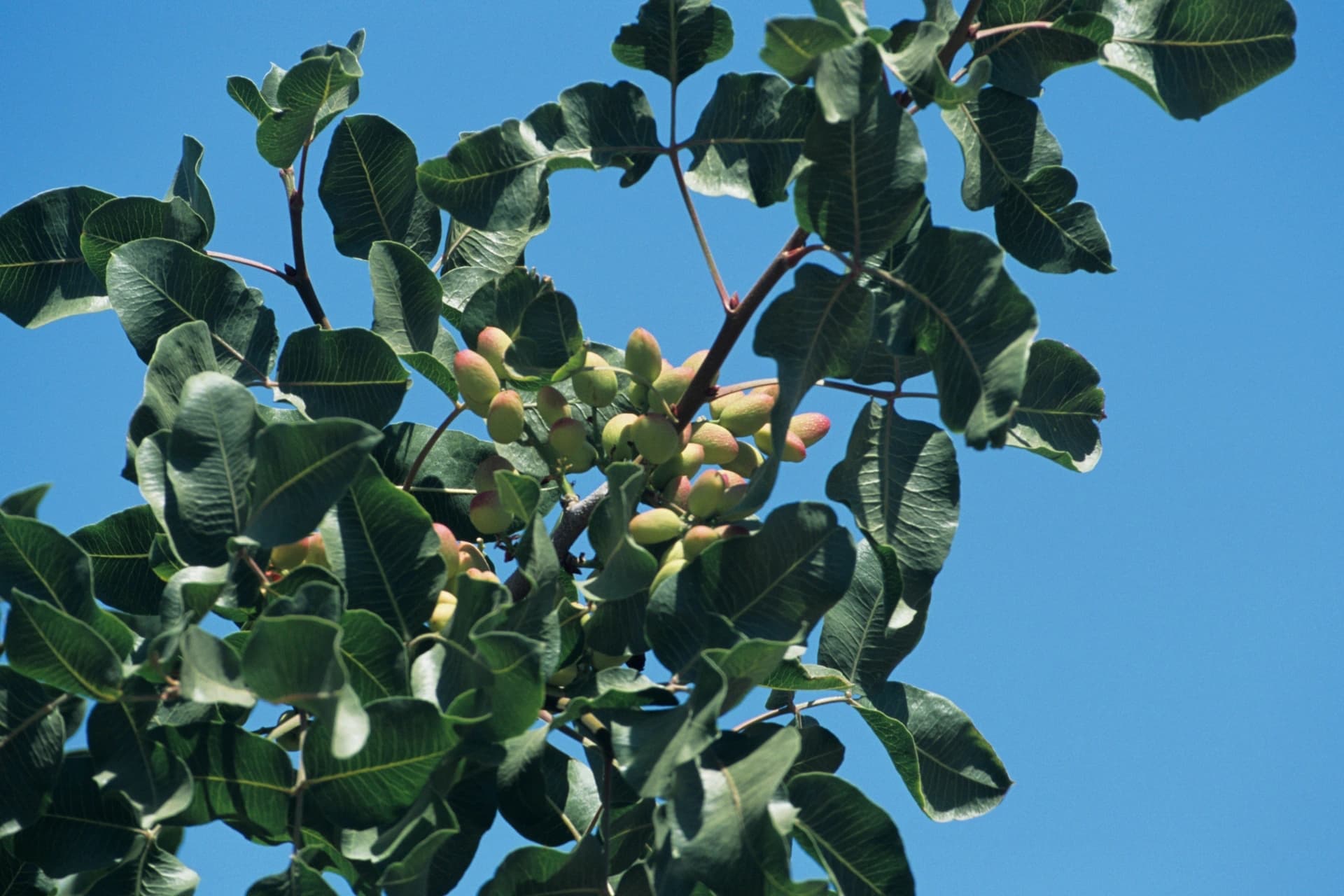 Rami di pistacchio con i frutti ancora sulla pianta